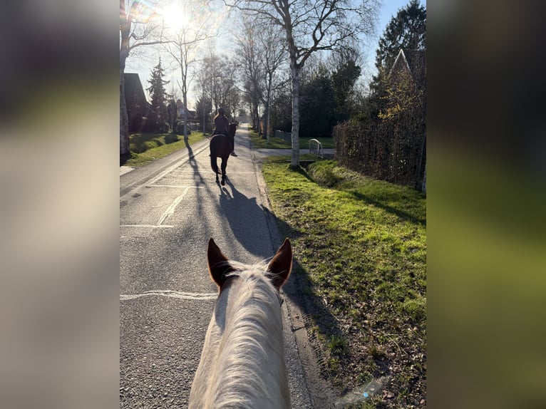 American Paint Horse Wallach 14 Jahre 157 cm Schecke in Leer (Ostfriesland)