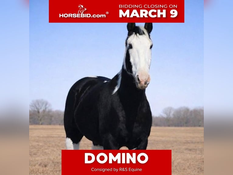 American Paint Horse Wallach 14 Jahre 157 cm Schecke in Hamilton