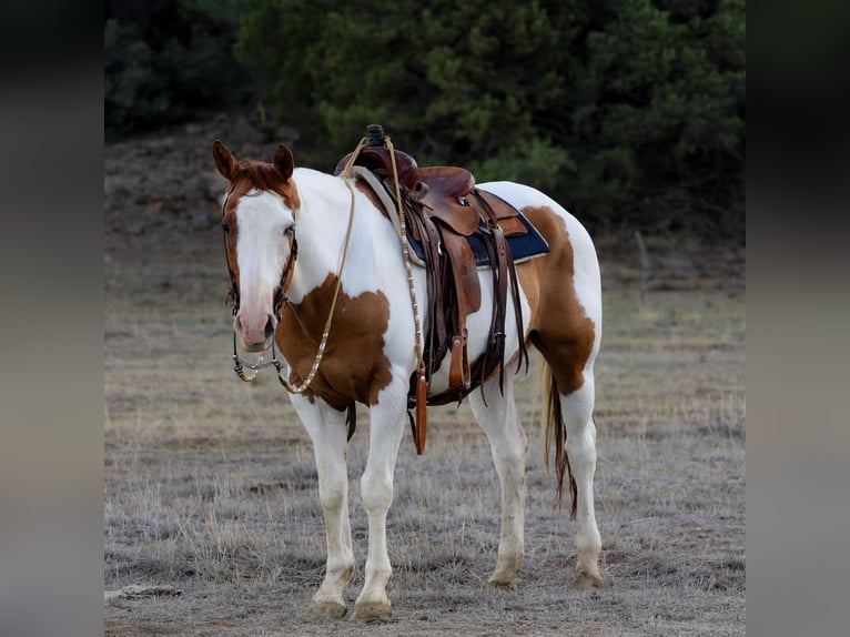 American Paint Horse Wallach 14 Jahre 160 cm Tovero-alle-Farben in Camp Verde