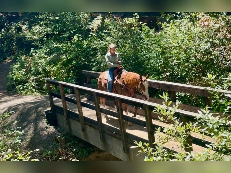 American Paint Horse Wallach 14 Jahre 163 cm Rabicano in King City