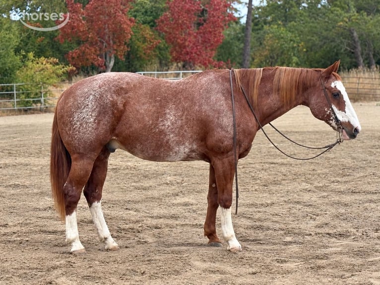American Paint Horse Wallach 14 Jahre Rotfuchs in King City