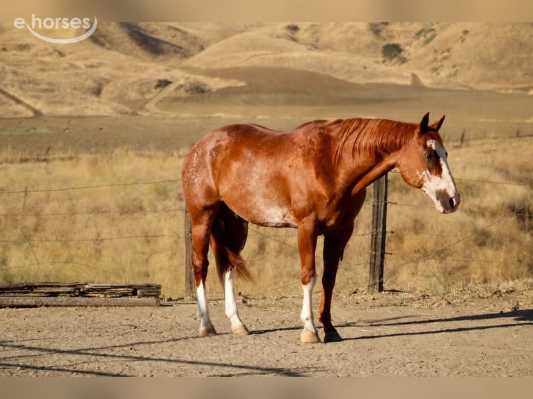 American Paint Horse Wallach 14 Jahre Rotfuchs in King City