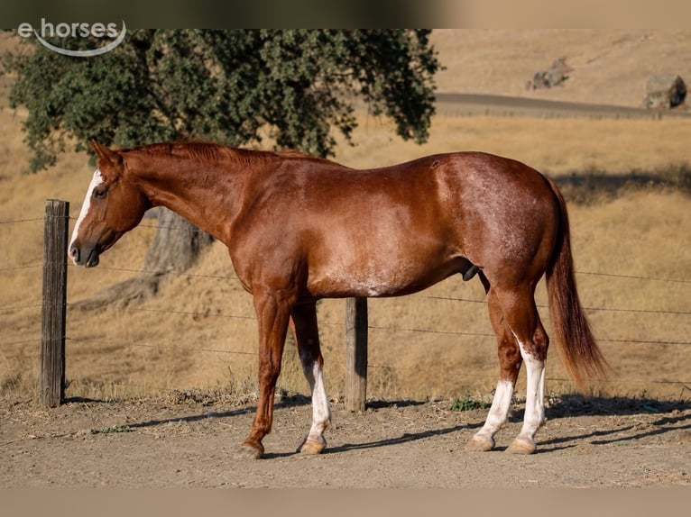 American Paint Horse Wallach 14 Jahre Rotfuchs in King City
