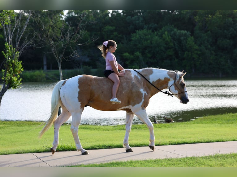 American Paint Horse Wallach 14 Jahre Schecke in Forney
