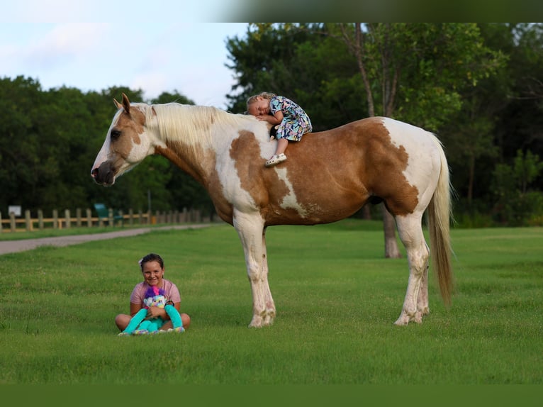 American Paint Horse Wallach 14 Jahre Schecke in Forney