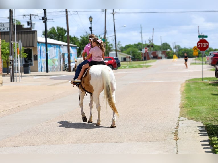 American Paint Horse Wallach 14 Jahre Schecke in Forney