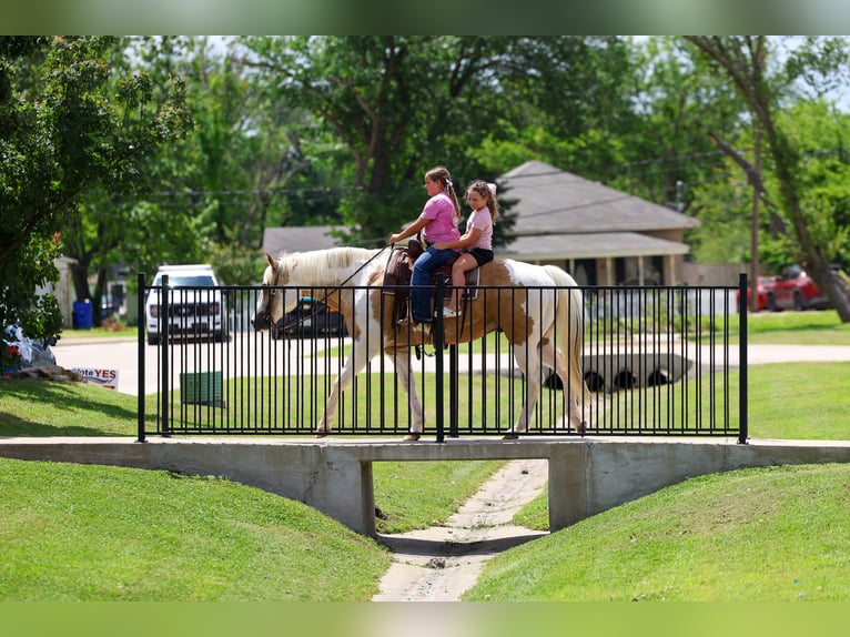 American Paint Horse Wallach 14 Jahre Schecke in Forney