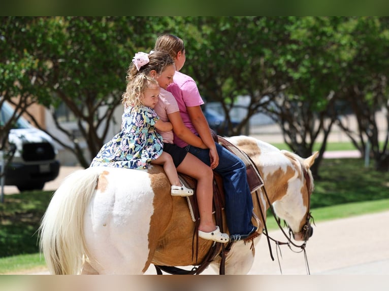 American Paint Horse Wallach 14 Jahre Schecke in Forney