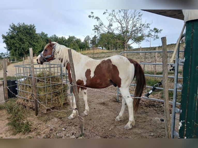American Paint Horse Wallach 14 Jahre  in Forlì