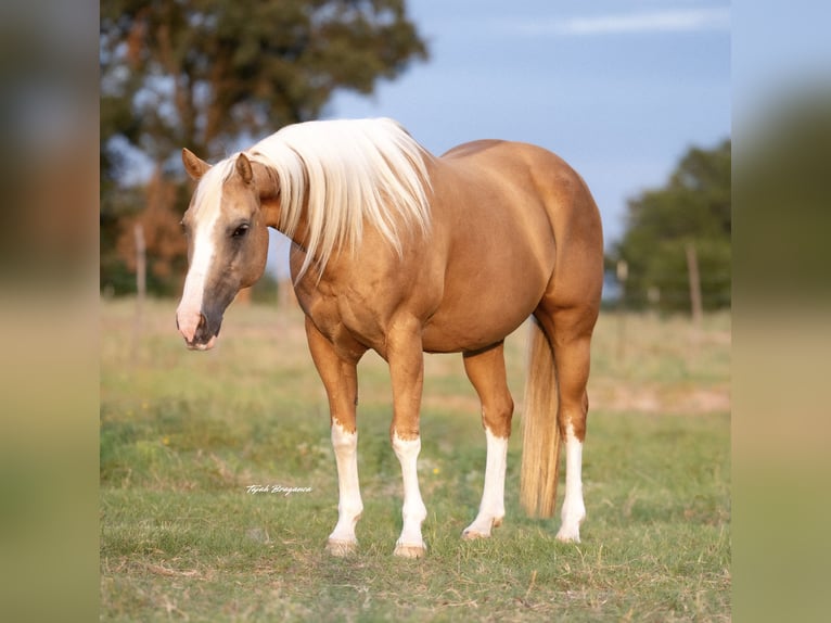 American Paint Horse Wallach 15 Jahre 150 cm Palomino in Cisco, TX