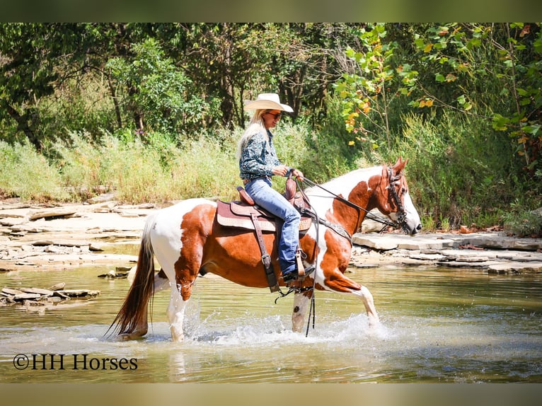 American Paint Horse Wallach 15 Jahre 150 cm Tobiano-alle-Farben in Flemingsburg KY