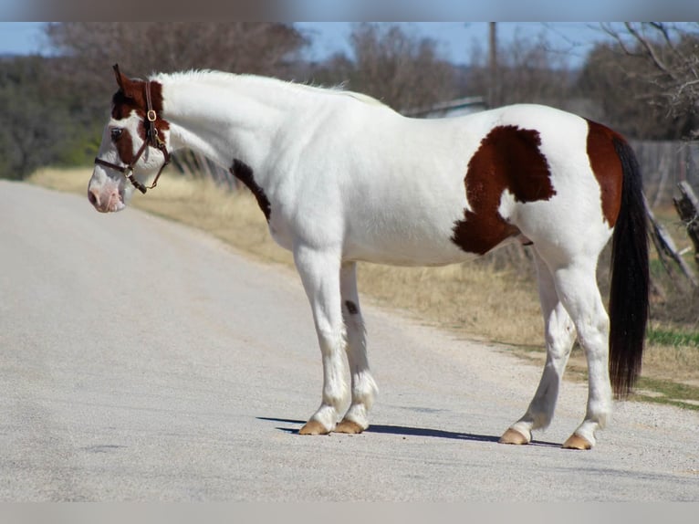 American Paint Horse Wallach 15 Jahre 152 cm Schecke in Whitesboro