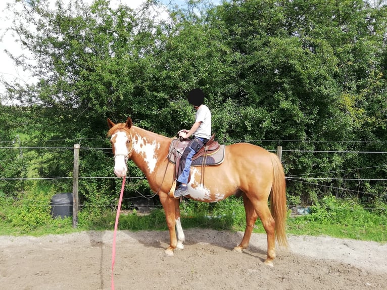 American Paint Horse Wallach 15 Jahre 154 cm Overo-alle-Farben in Morbach