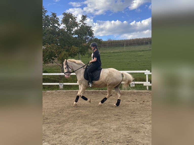American Paint Horse Mix Wallach 15 Jahre 155 cm Cremello in Bad Waltersdorf
