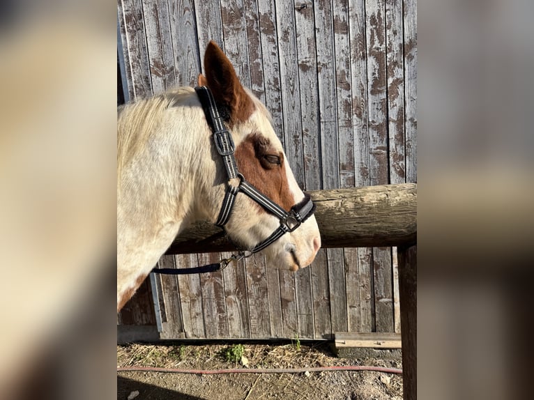 American Paint Horse Mix Wallach 15 Jahre 155 cm Schecke in Balingen