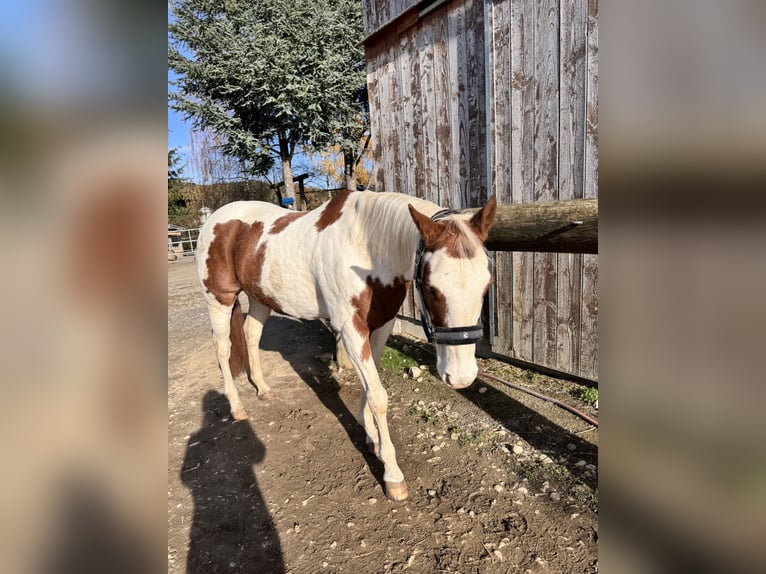 American Paint Horse Mix Wallach 15 Jahre 155 cm Schecke in Balingen