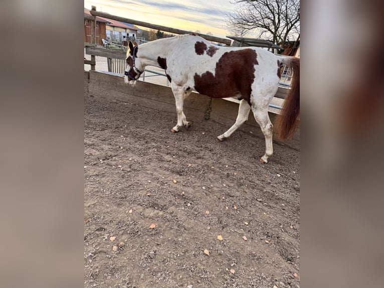American Paint Horse Mix Wallach 15 Jahre 155 cm Schecke in Balingen