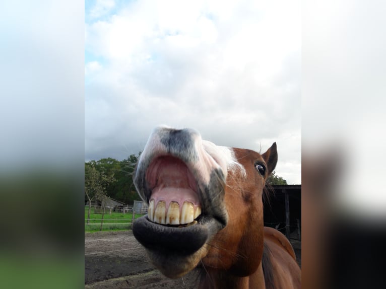 American Paint Horse Wallach 15 Jahre 160 cm Brauner in Wettmar