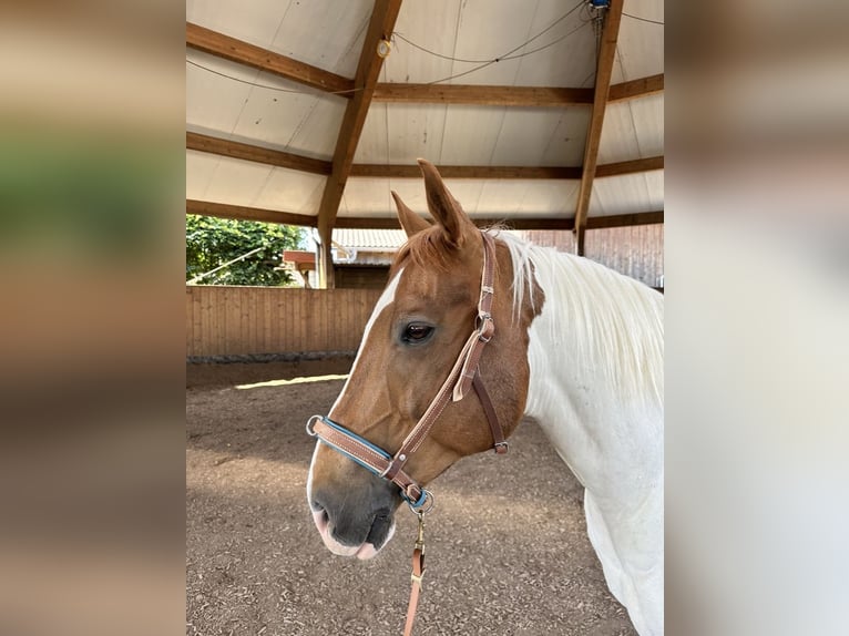 American Paint Horse Wallach 15 Jahre 160 cm Tobiano-alle-Farben in Reutlingen