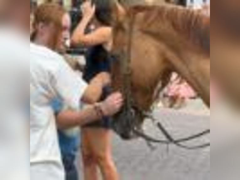 American Paint Horse Wallach 15 Jahre Tobiano-alle-Farben in Weatherford TX