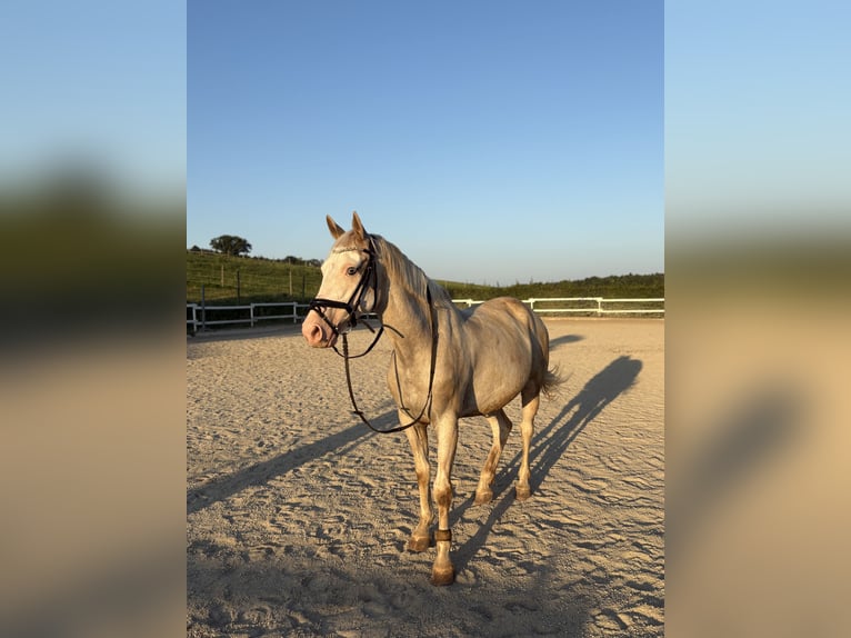 American Paint Horse Mix Wallach 16 Jahre 155 cm Cremello in Bad Waltersdorf