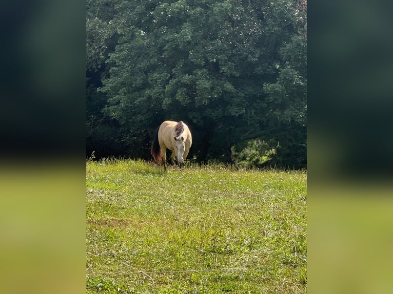 American Paint Horse Wallach 16 Jahre 159 cm Buckskin in Waldeck