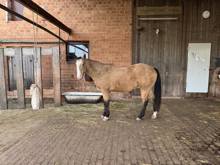 American Paint Horse Wallach 16 Jahre 159 cm Buckskin in Waldeck