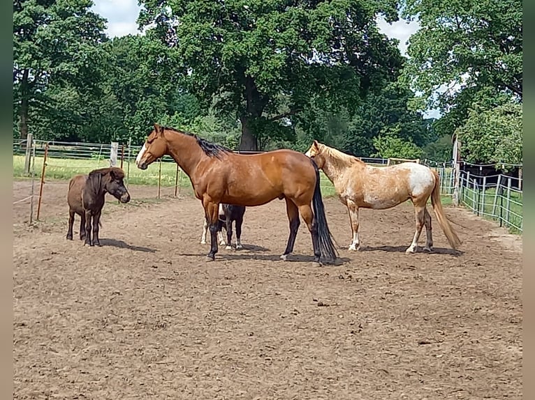American Paint Horse Wallach 16 Jahre 160 cm Brauner in Wettmar