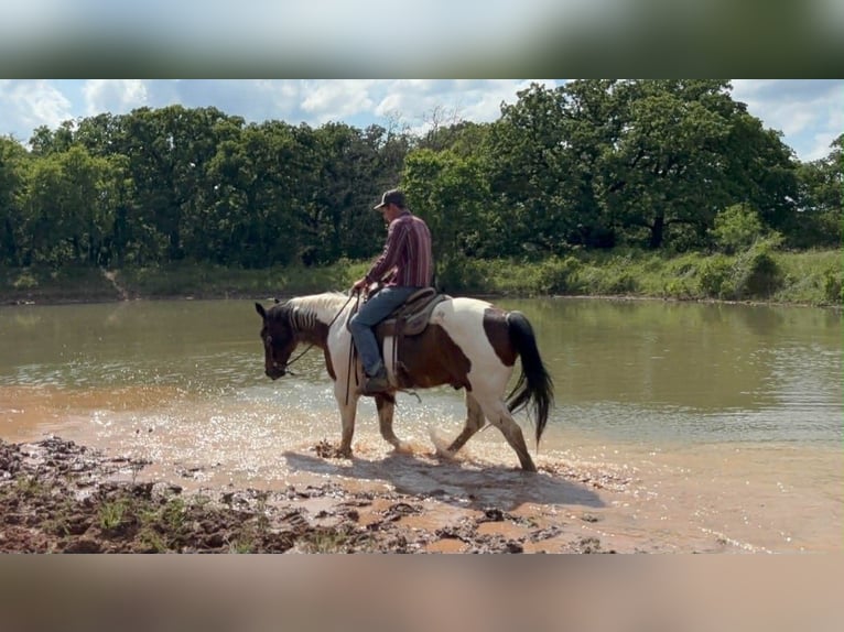American Paint Horse Wallach 16 Jahre 163 cm Tobiano-alle-Farben in Poolville