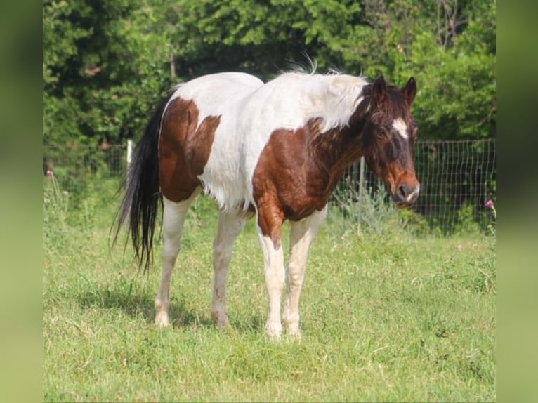 American Paint Horse Wallach 16 Jahre 163 cm Tobiano-alle-Farben in Poolville
