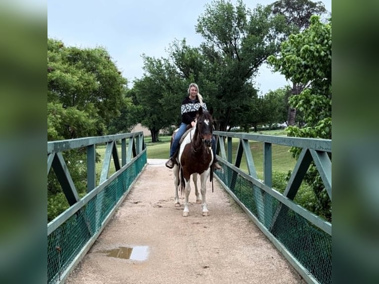 American Paint Horse Wallach 16 Jahre 163 cm Tobiano-alle-Farben in Poolville
