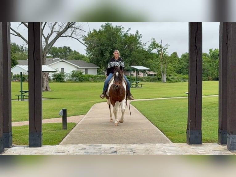 American Paint Horse Wallach 16 Jahre 163 cm Tobiano-alle-Farben in Poolville