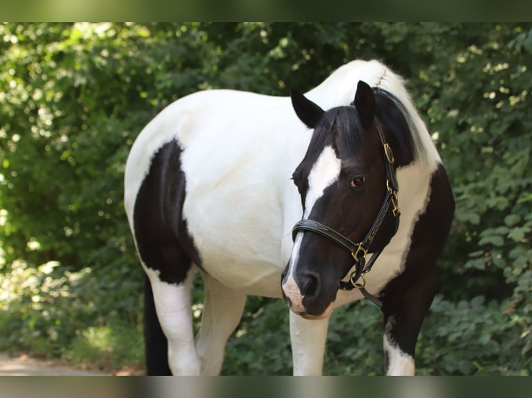 American Paint Horse Wallach 17 Jahre 148 cm Schecke in Ludwigsburg