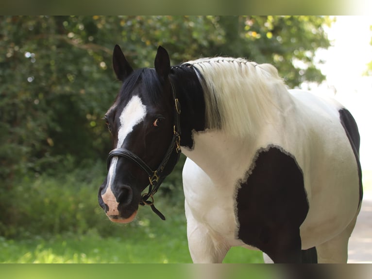 American Paint Horse Wallach 17 Jahre 148 cm Schecke in Ludwigsburg