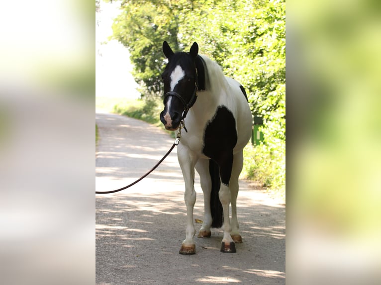 American Paint Horse Wallach 17 Jahre 148 cm Schecke in Ludwigsburg