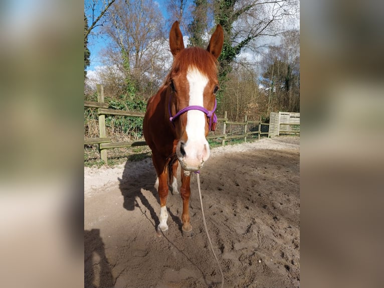 American Paint Horse Wallach 17 Jahre 150 cm Fuchs in Wegberg