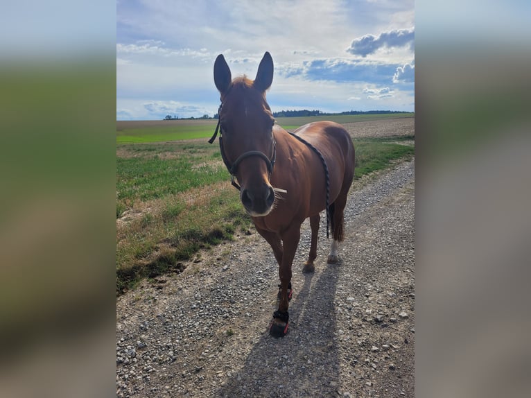 American Paint Horse Mix Wallach 17 Jahre 155 cm Fuchs in Eutingen im Gäu