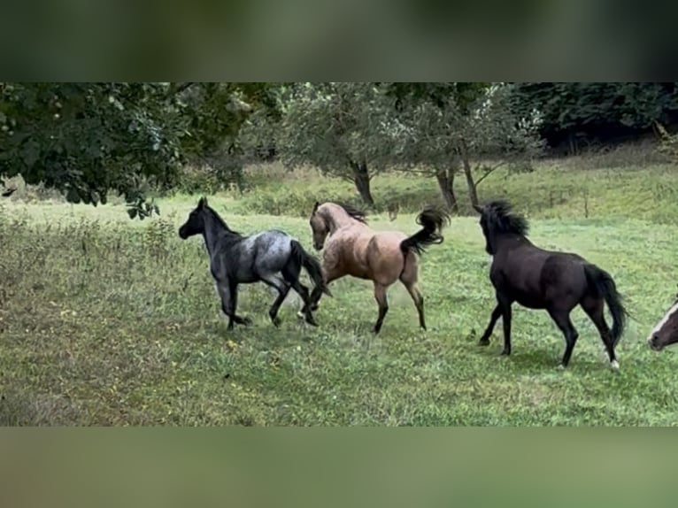 American Paint Horse Wallach 17 Jahre 159 cm Buckskin in Waldeck