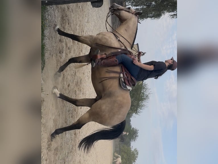 American Paint Horse Wallach 17 Jahre 159 cm Buckskin in Waldeck