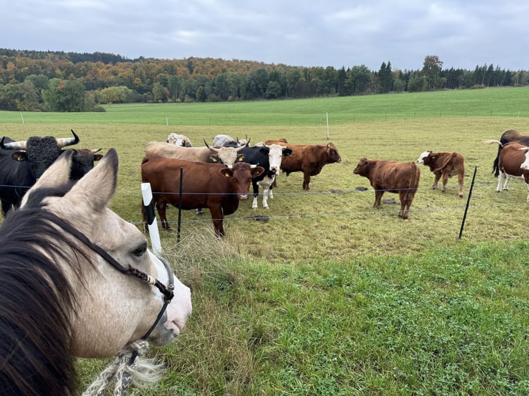 American Paint Horse Wallach 17 Jahre 159 cm Buckskin in Waldeck