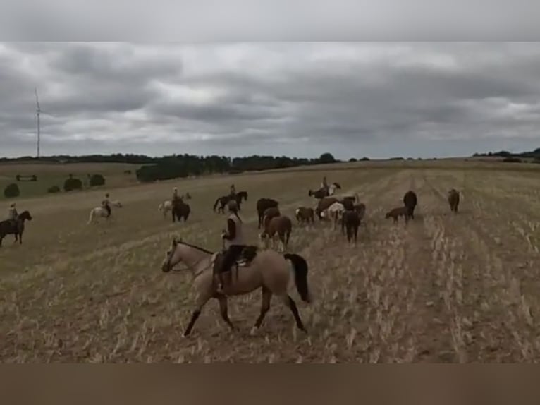 American Paint Horse Wallach 17 Jahre 159 cm Buckskin in Waldeck