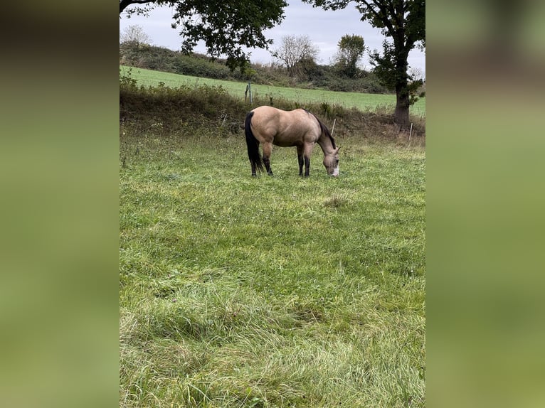 American Paint Horse Wallach 17 Jahre 159 cm Buckskin in Waldeck