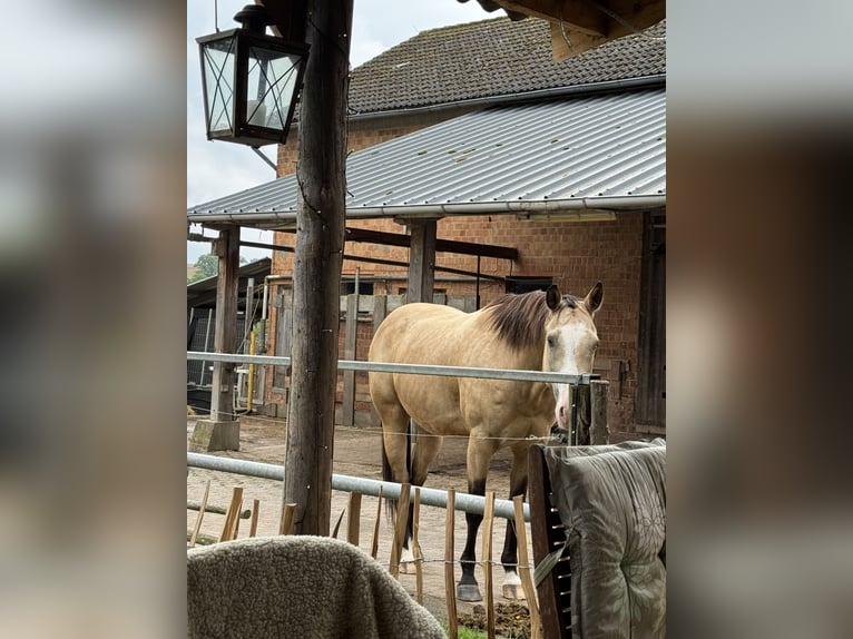 American Paint Horse Wallach 17 Jahre 159 cm Buckskin in Waldeck