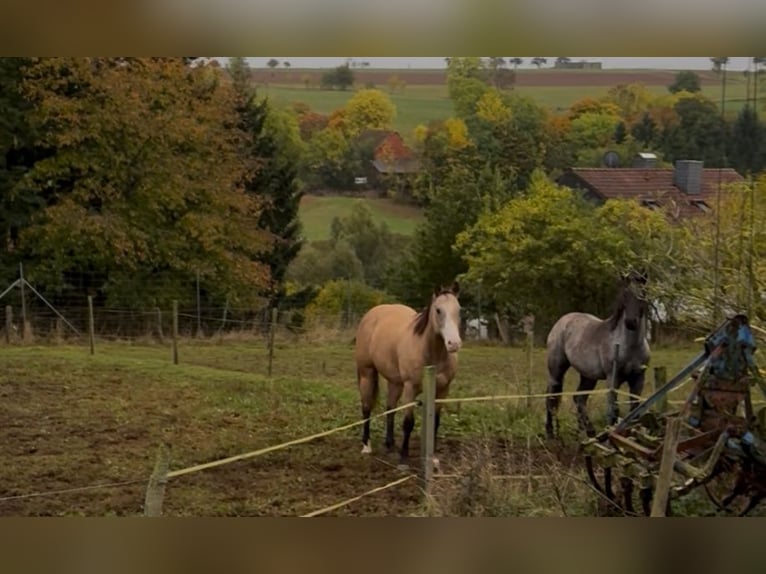 American Paint Horse Wallach 17 Jahre 159 cm Buckskin in Waldeck