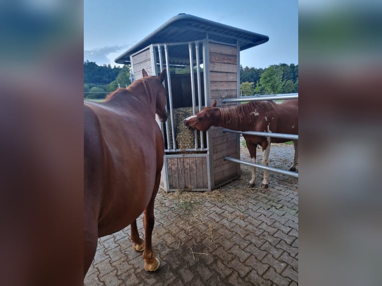 American Paint Horse Wallach 17 Jahre Brauner in Schiltberg