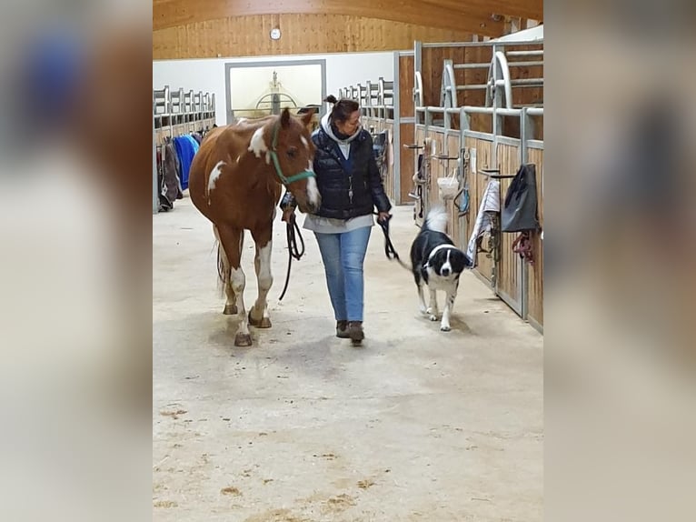 American Paint Horse Wallach 17 Jahre Brauner in Schiltberg