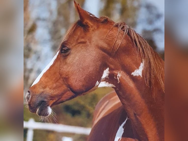 American Paint Horse Wallach 17 Jahre Brauner in Schiltberg