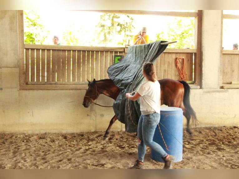 American Paint Horse Wallach 18 Jahre 142 cm Overo-alle-Farben in Freiamt