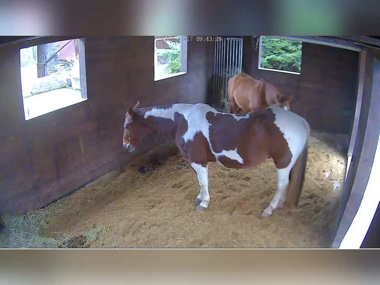 American Paint Horse Wallach 18 Jahre 146 cm Schecke in Schönbrunn