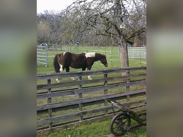 American Paint Horse Wallach 19 Jahre 153 cm in T&#xFC;bingen